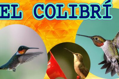 Cómo crear un cuento colibri